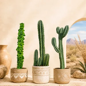 Desert Skyline Columnar Cactus Trio