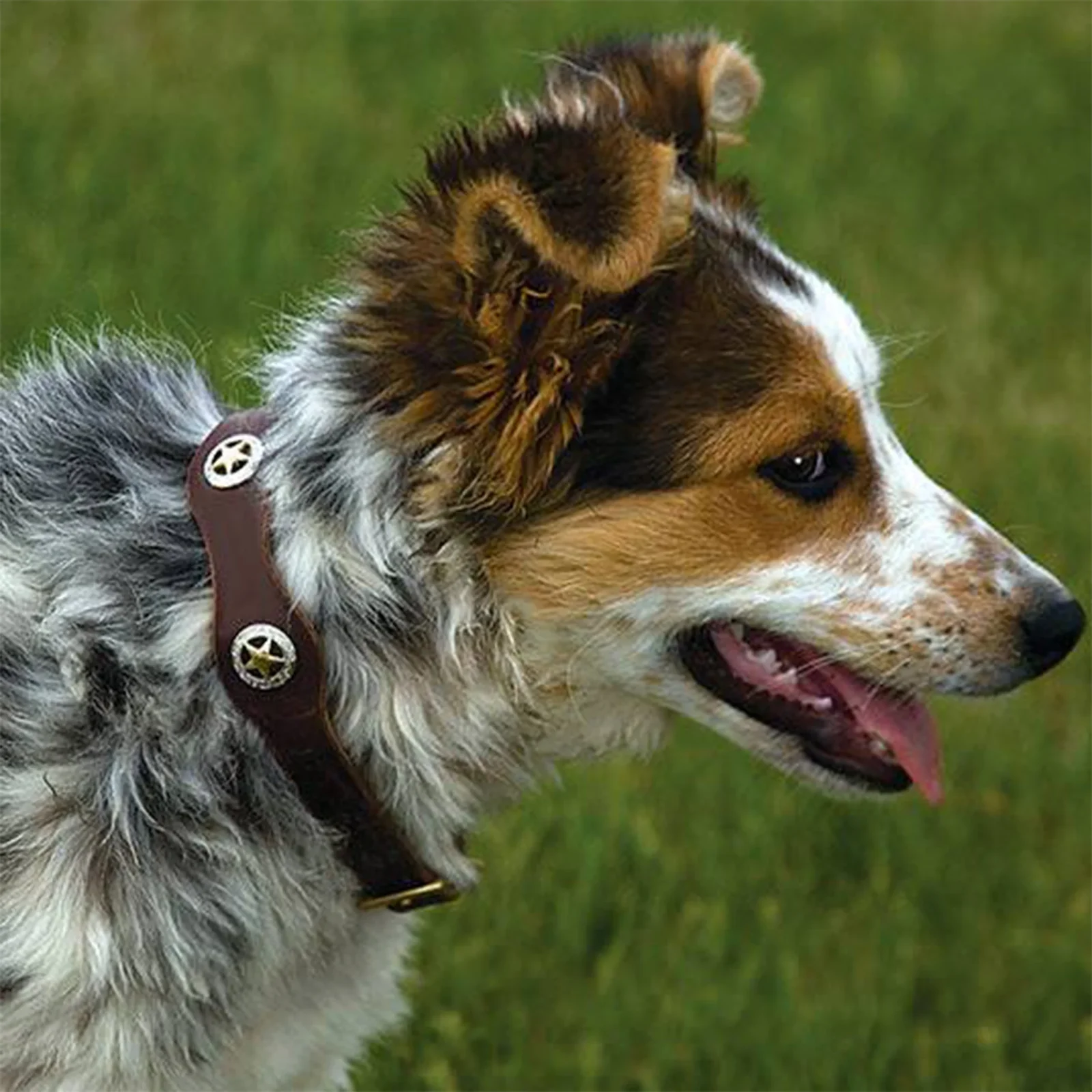 Lone Star Legend Dog Collar - Image 2